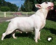 FOREVER MINE BULLYSTAR